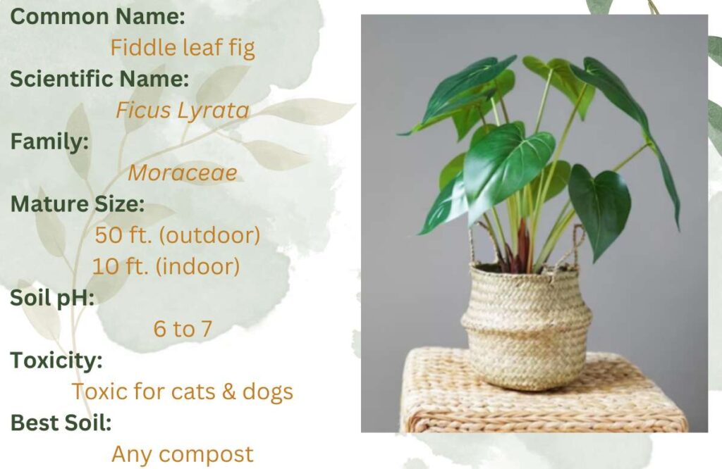 specifications of fiddle leaf fig