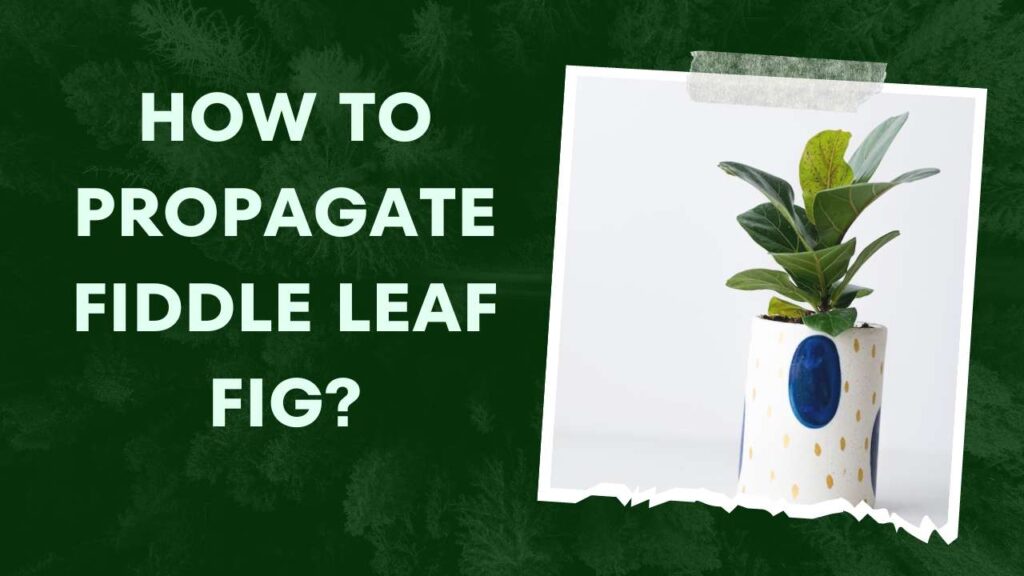 How to propagate fiddle leaf fig 2023